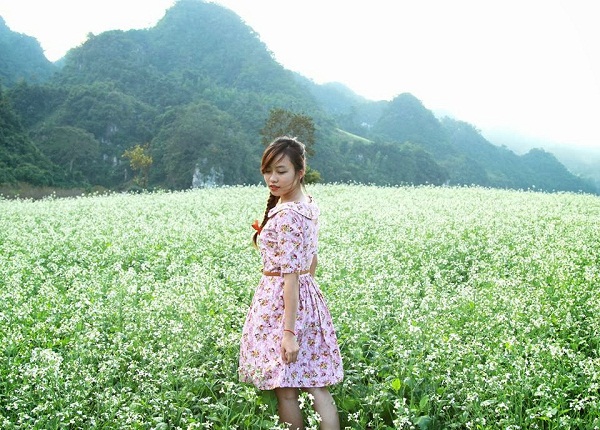 Hoa cải trắng Mộc Châu